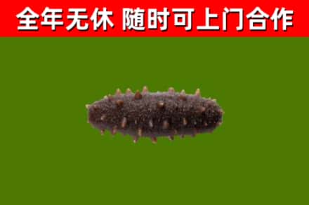 蓝山县烟酒回收干海参.jpg